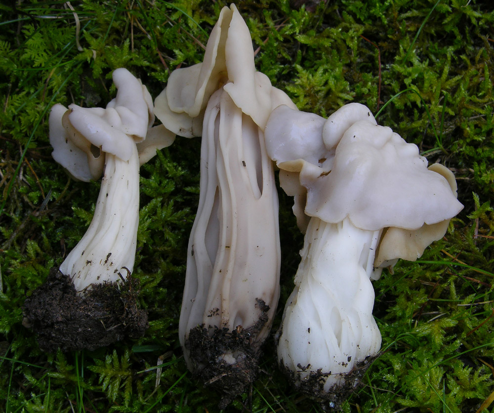 Totofungo...per chi vuole provarci.